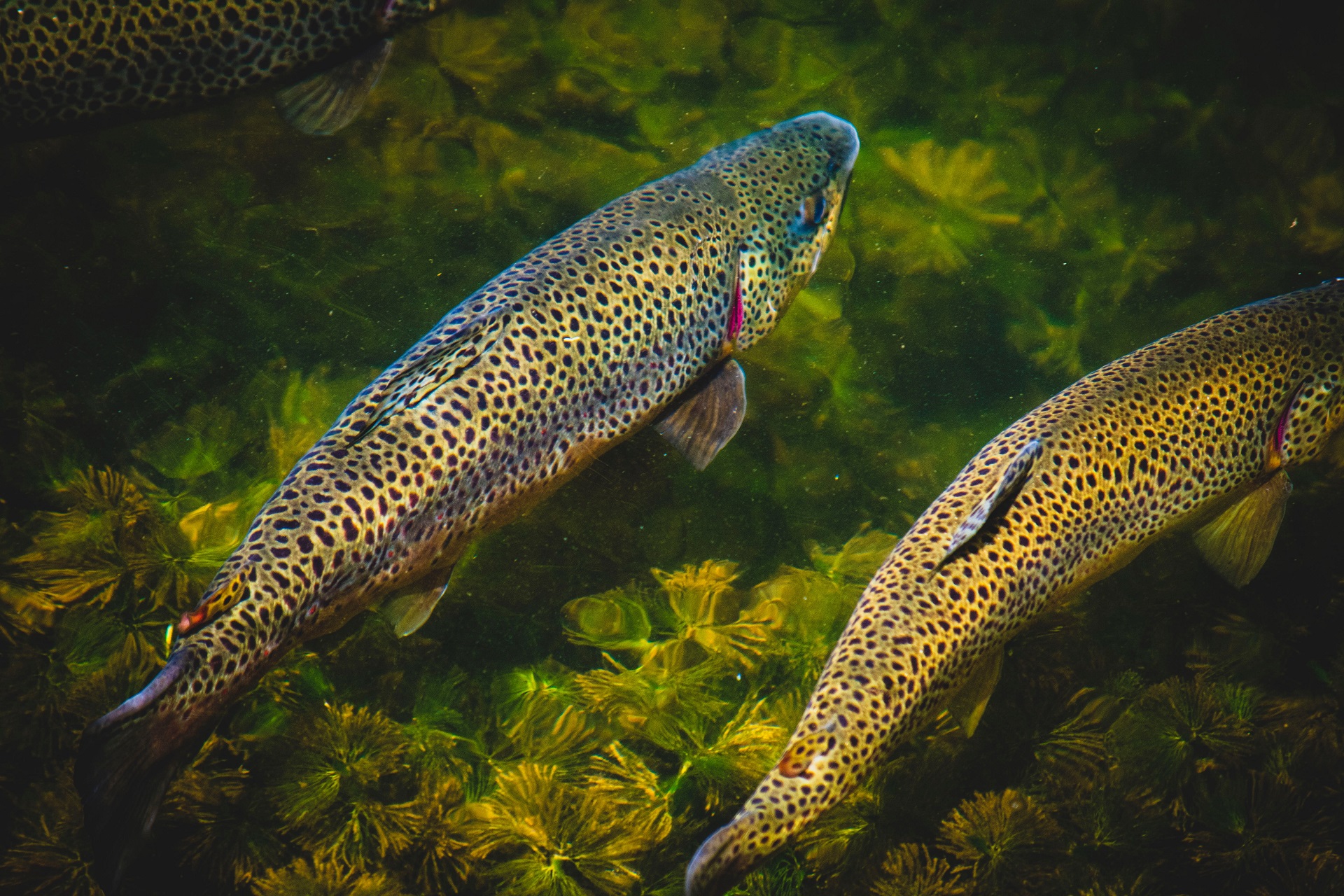 3 trout fish swimming in water