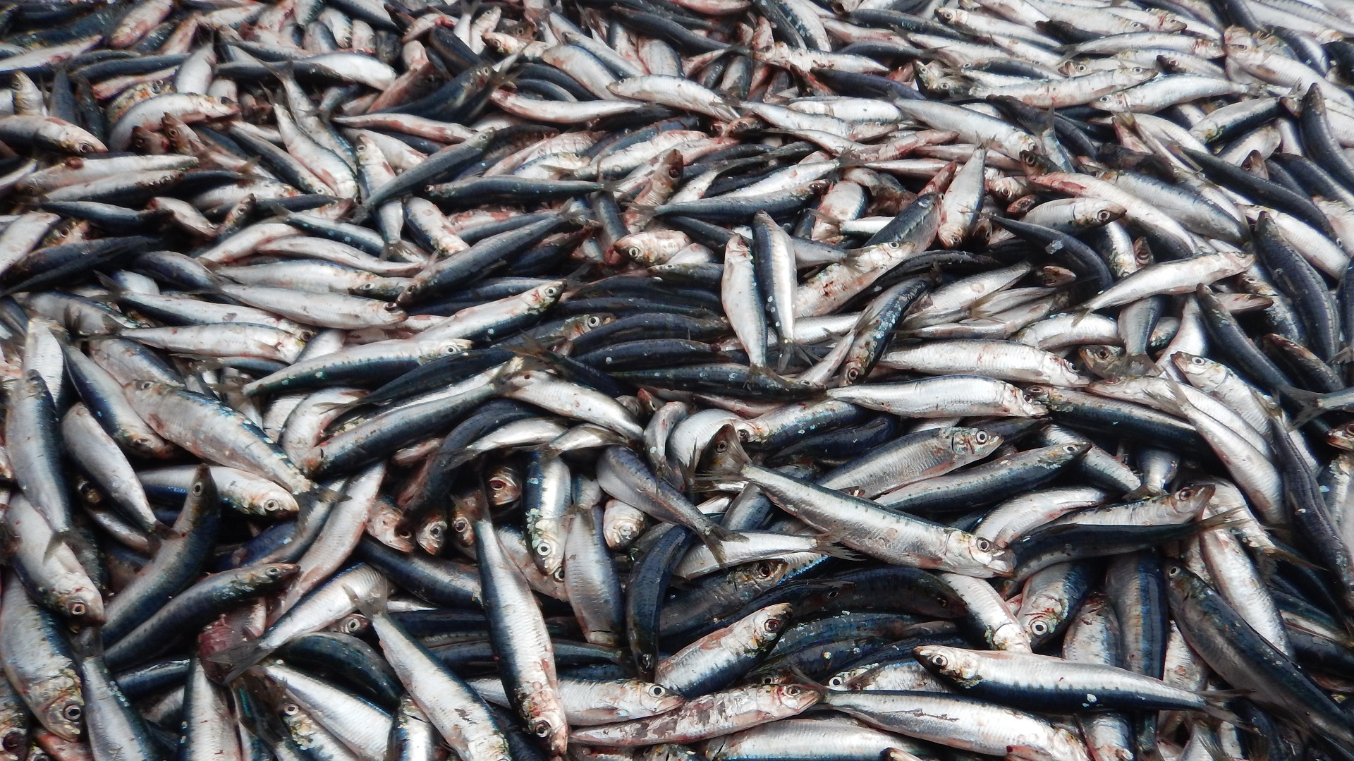 a catch of sardines