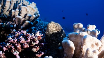 an underwater eel next to corals