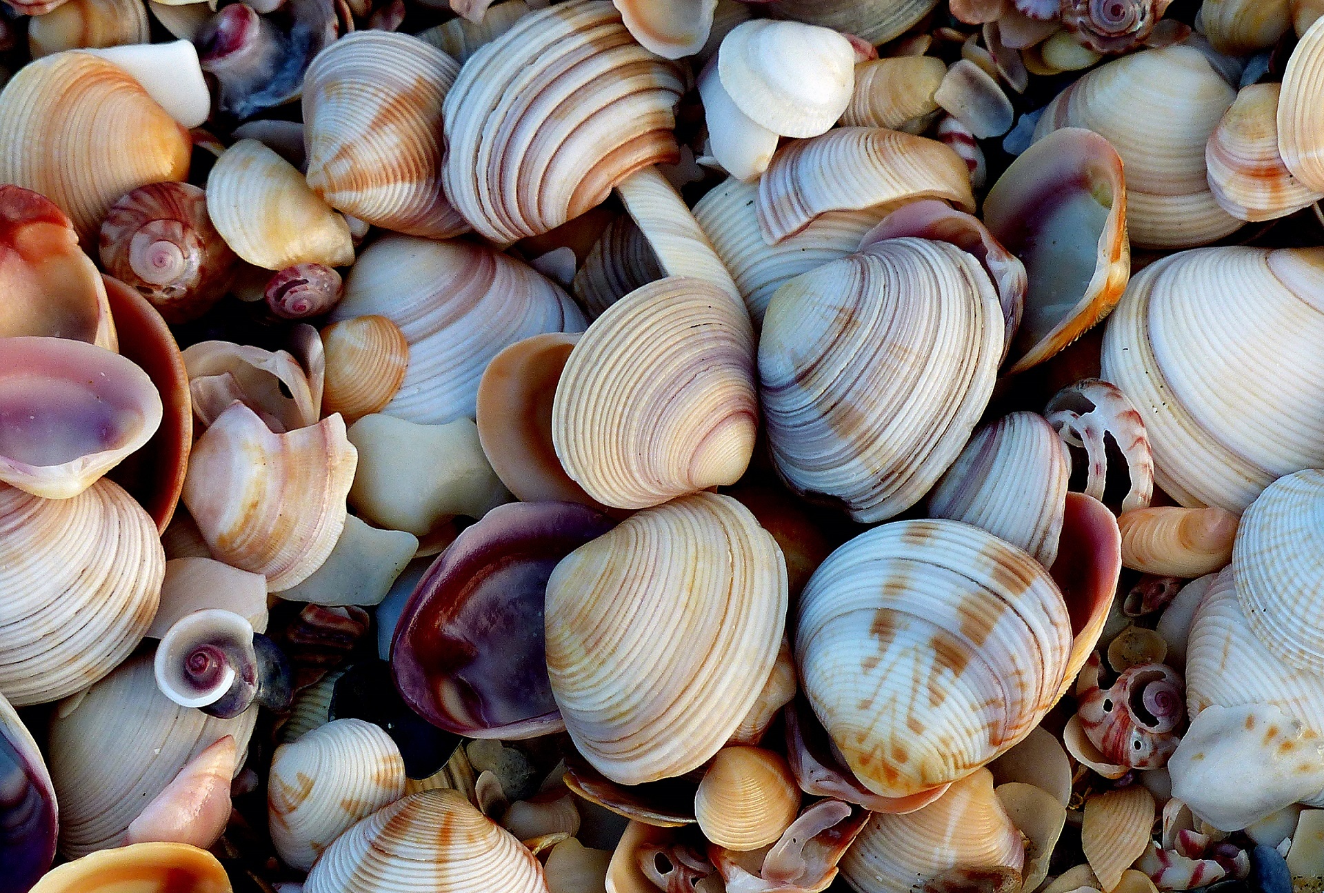 clam shells