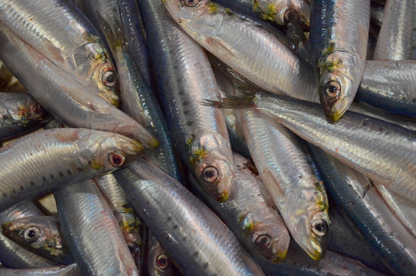 sardines