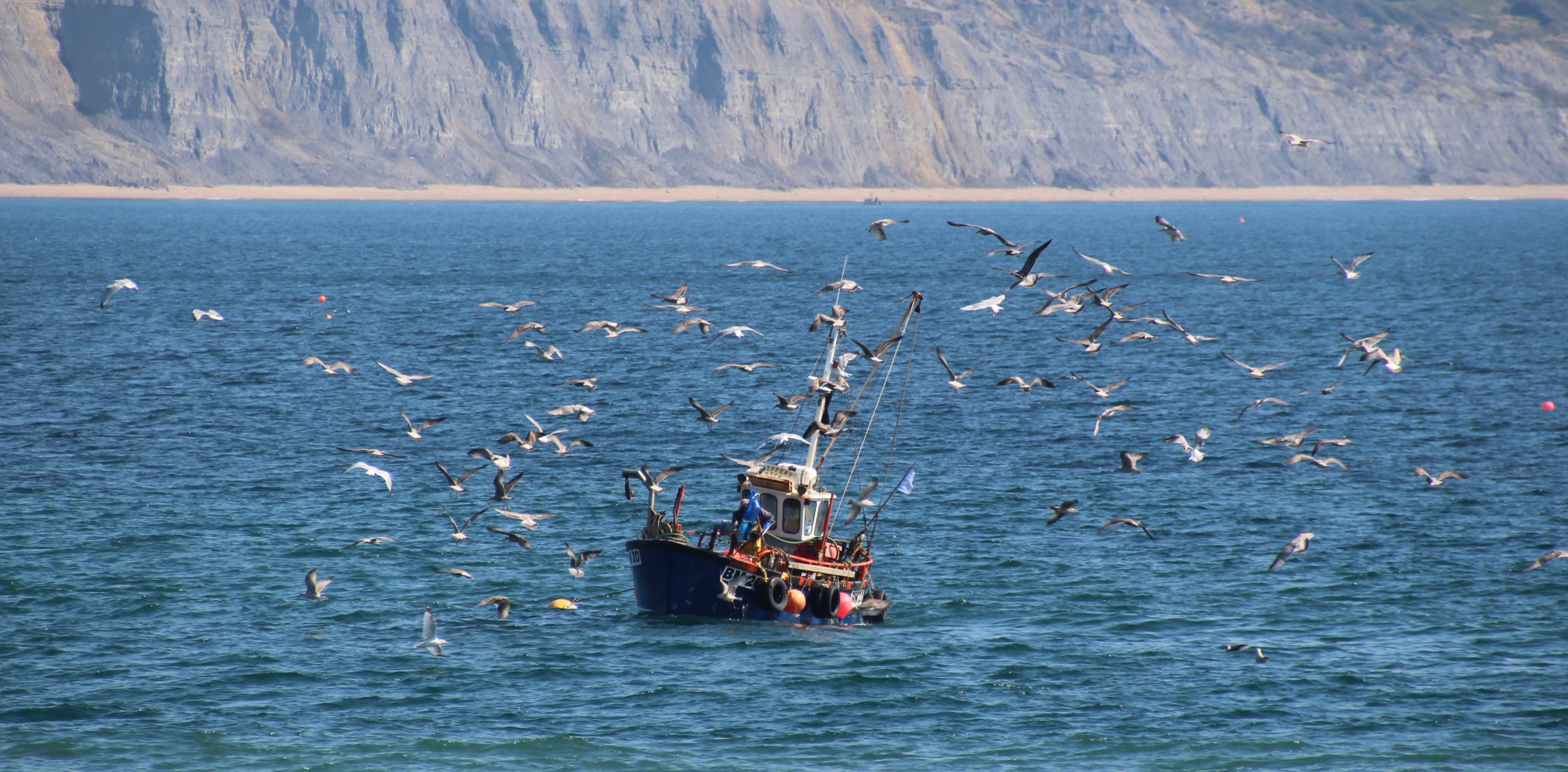 a fishing boat on sea surrounded by birds