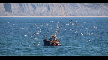 a fishing boat on sea surrounded by birds