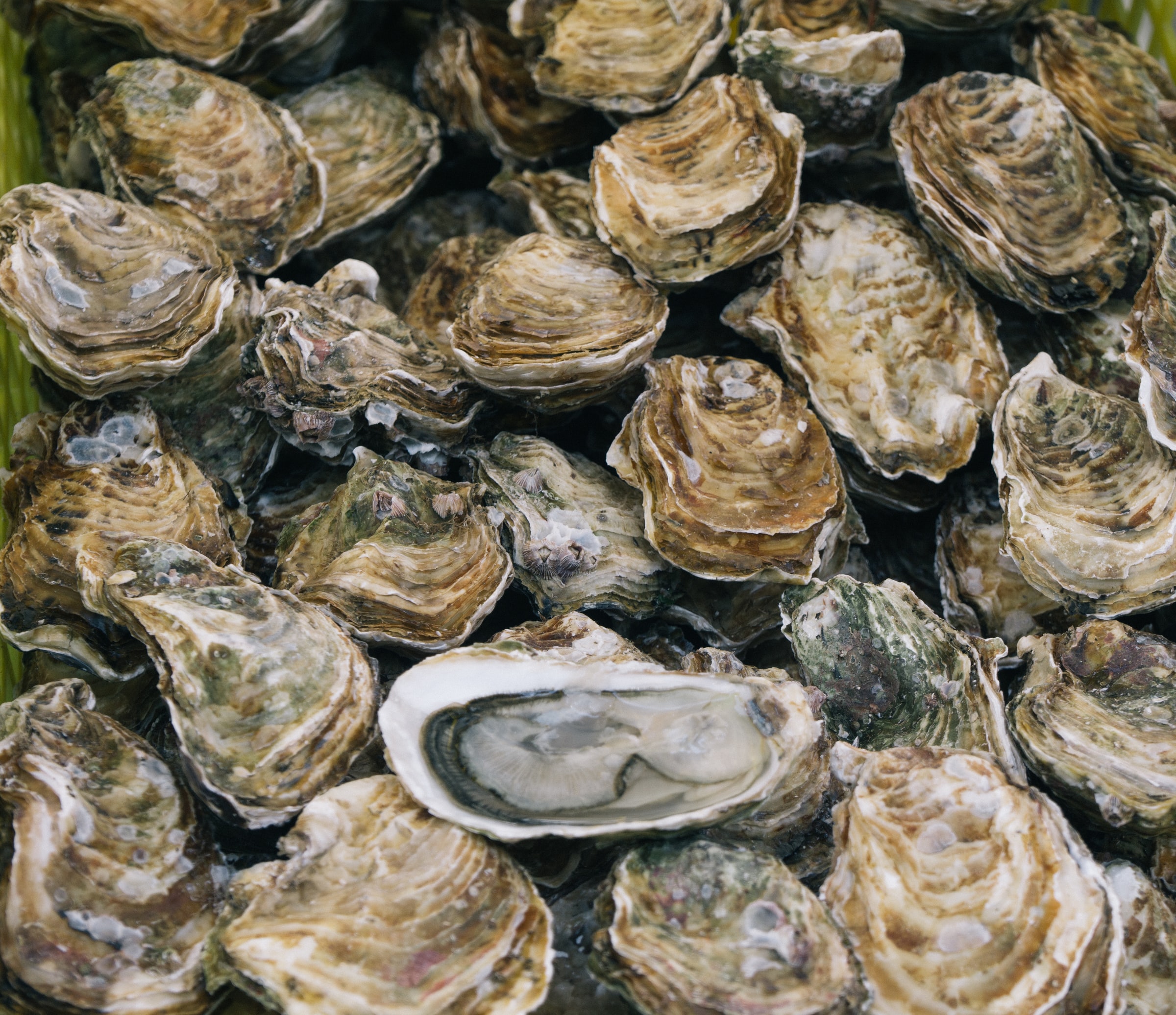 Image of oysters