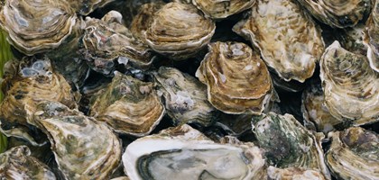 Image of oysters