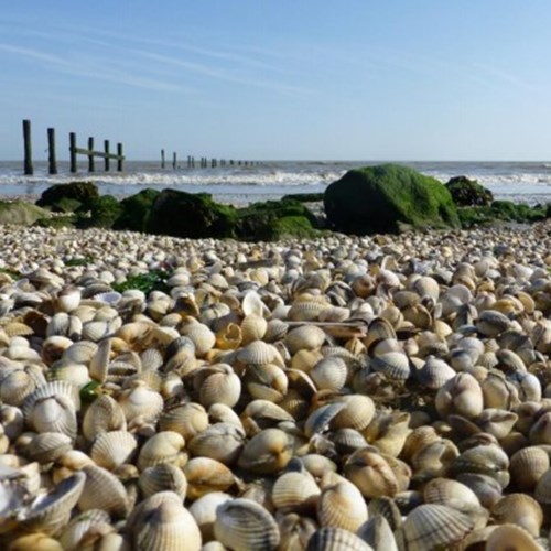 Image of cockles on Shellness Beach, Kent