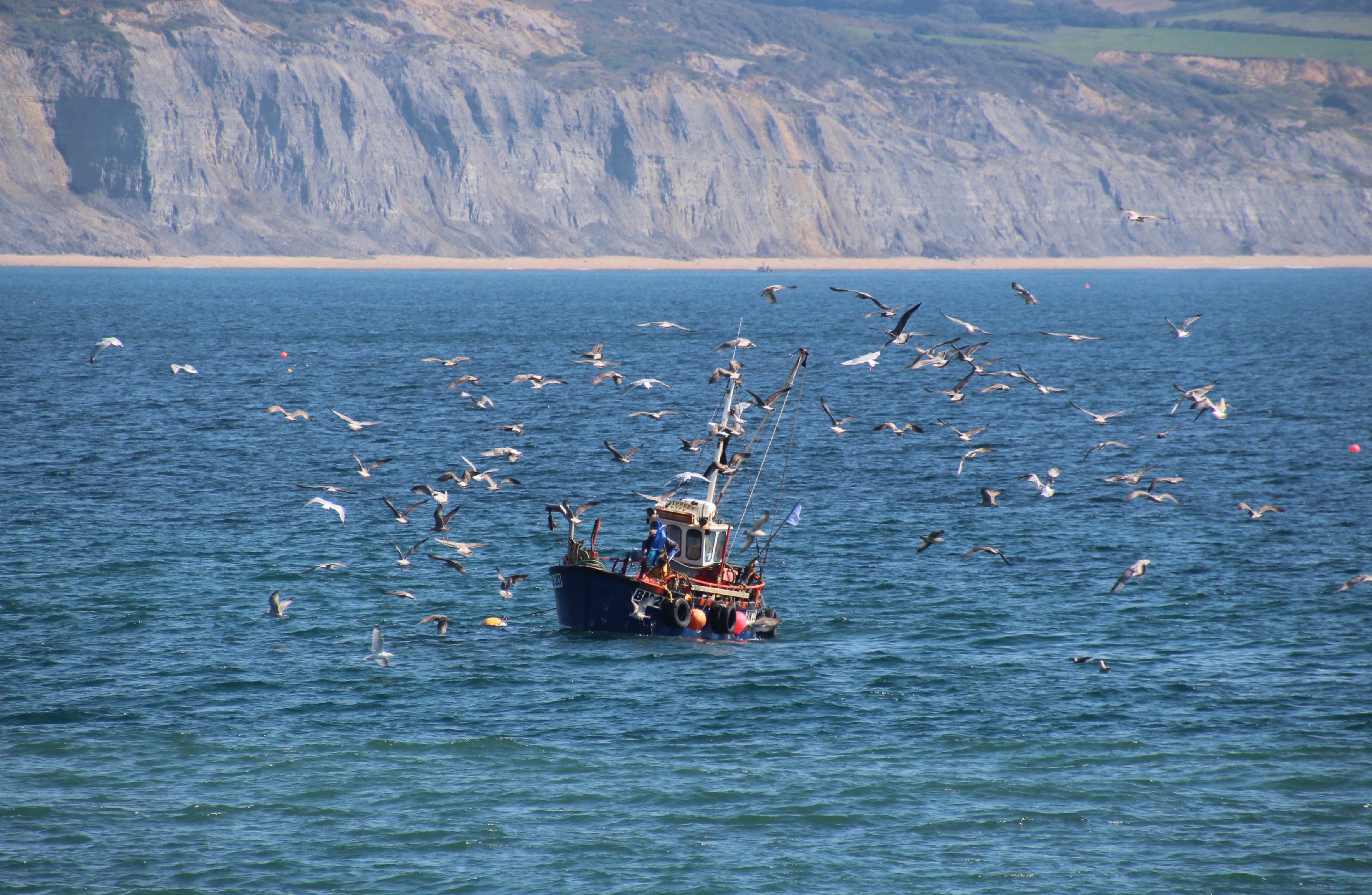 a fishing boat on sea surrounded by birds