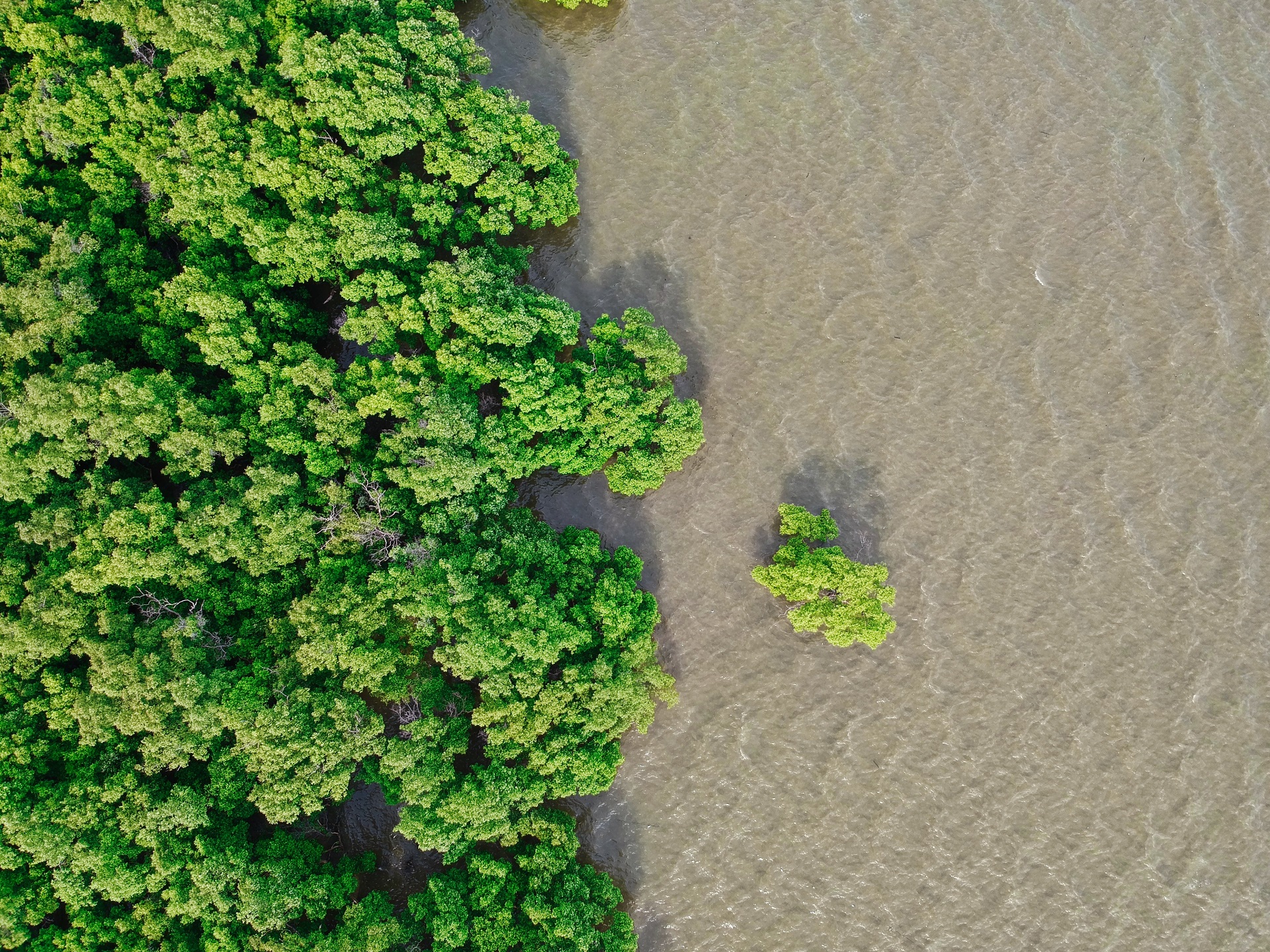 birds eye image of mangrove trees and river