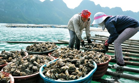 shellfish farmers