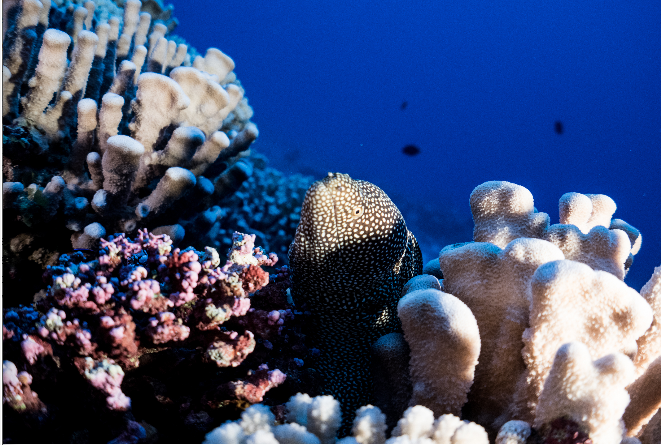 a fish in corals 